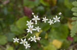 Golden eye saxifrage